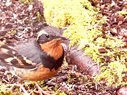 varied thrush 3 small graphic